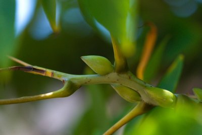 Decaisnea fargesii - dekaisnea Fargesova - pupen